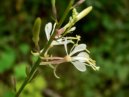{Gaura filipes}